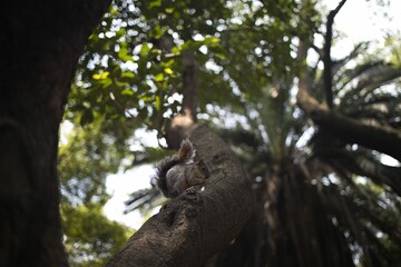 Poster - a squirrel standing on top of a tree trunk with it's head in a