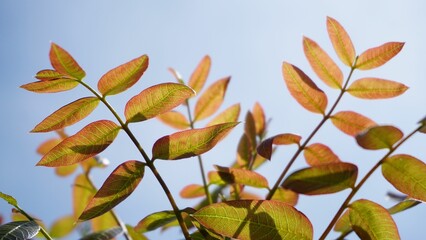 Poster - there are orange leaves on the branches on a tree in the sun