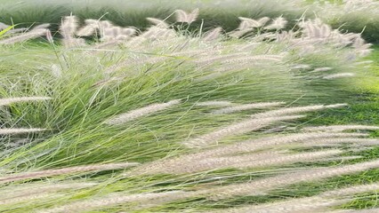 Wall Mural - Closeup of Chinese fountain grass plant moving from wind