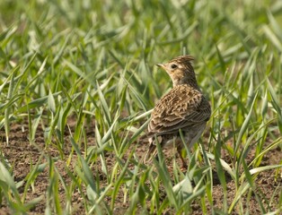 Canvas Print - Beautiful skylark songbird in the summertime hiding in a crop field in the sunshine