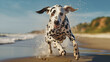 Close up photo of a Dalmatian dog Jumping on the beach