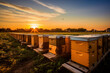 A small apiary with wooden beehives at sunset. Beekeeping.