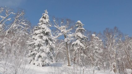 Wall Mural - moving up a mountainside past a large fir tree covered in heavy winter snow. view from ski lift.