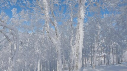 Wall Mural - slow motion skiing through snowy winter woodland on sunny day. skier pov