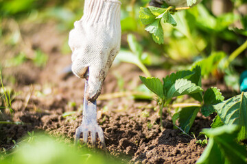 The farmer takes care of the plants in the vegetable garden on the farm. Gardening and plantation concept. Agricultural plants growing in garden beds