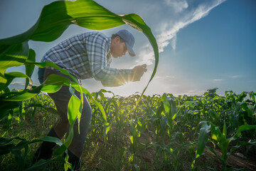 Agronomist farmer man using digital mobile application in a young cornfield at morning day light