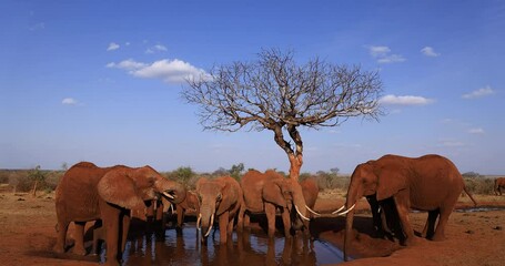Wall Mural - Elephants drink water at a waterhole