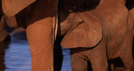 Wall Mural - A young elephant drinks her mother's milk in the savannah