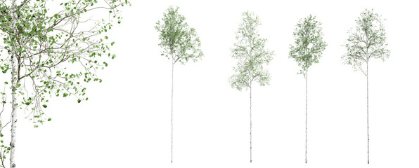Wall Mural - Aspen tree isolated on transparent background with close-up. 3D render.