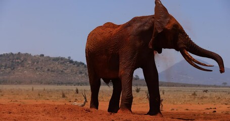 Wall Mural - An elephant throws dust in the savannah
