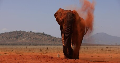 Wall Mural - An elephant throws dust in the savannah