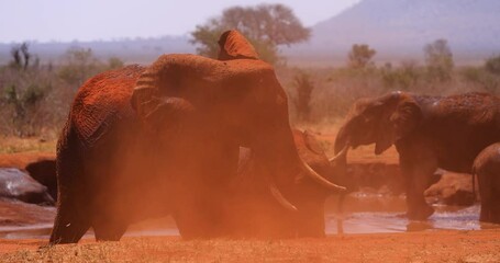 Wall Mural - An elephant throws dust in the savannah