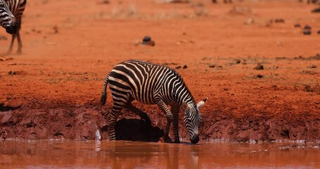 Wall Mural - a family of zebra drink water in the savannah in kenya