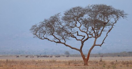 Wall Mural - A leopard rests in a tree in Tsavo, Kenya