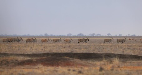 Wall Mural - Cape eland walking in the savannah