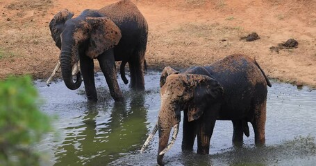 Wall Mural - Elephants drink water at a waterhole