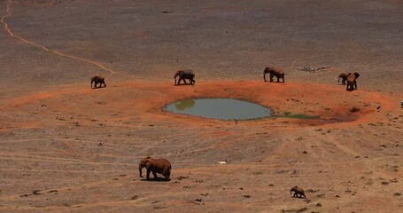 Wall Mural - Elephants walk near a waterhole