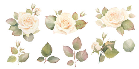 watercolor floral rose illustration, elegant rose flowers, decorative clip art isolated on white background, Dusty roses, soft light blush flowers. Perfect wedding stationary,  greetings, fashion,