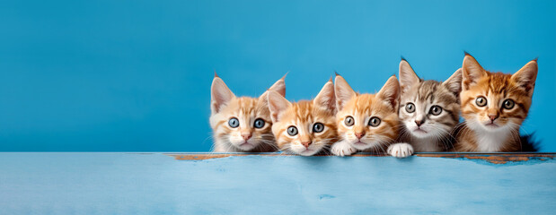 Wall Mural - Little surprised kittens peek out on a blue background. AI generation