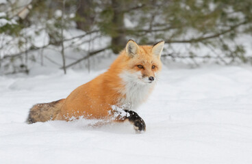 Sticker - Red fox (Vulpes vulpes) in the freshly fallen snow in Algonquin Park, Canada