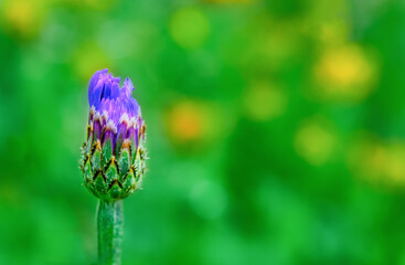 Wall Mural - sping's warm temperatures bring out the blossom of the cornflower in our garden in windsor in upstat