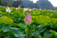 Big Lake Full Of Lotus Flowers In Full Bloom Lush Green Leaves And Pink Petals Near Dragon Mountain Ninh Binh Hanoi Vietnam  