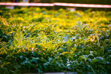 Wall Mural - Watermelon field at sunset, watermelon plantation concept.