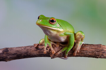 Wall Mural - white-lipped tree frog (litoria infrafrenata) on branch, white-lipped tree frog (litoria infrafrenat