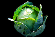 Top View Of Fresh Cabbage Head With Leaves And Water Drops Isolated On Black Background.