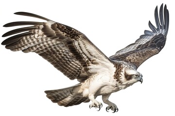 Poster - falcon isolated on white background. Generated by AI.