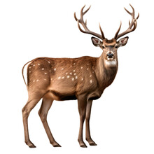 Deer Isolated On White. Generative Ai