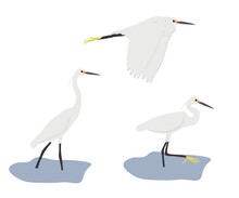 Set Of Little Egret (Egretta Garzetta). Small Heron In The Family Ardeidae Isolated On White Background. Bird Standing And Walking In The Water And Flying. Vector Illustration.