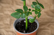There is one pot with a sprouted rose plant, which grows in special conditions before planting in open ground. From a series of photos on breeding, seedlings and plant propagation. Copy space