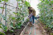 © BESTIMAGE - farmer family holding watering hose to watering green melon with afro hair daughter in plantation greenhouse at sunset light. Woman farmer gardening melon plant in plantation greenhouse