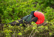 Galapagos Frigate Bird