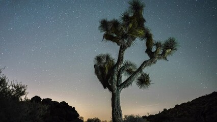 Wall Mural - Time-lapse of the night sky with a Joshua Tree in the foreground.