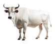 big power, bull animal, white bull, isolated on transparent background
