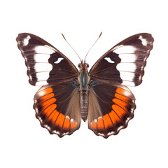 Front view of California sister butterfly isolated on white transparent background