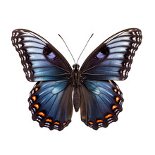 Front View Of Red Spotted Purple Butterfly Isolated On White Transparent Background