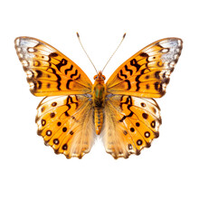 Front View Of Variegated Fritillary Butterfly Isolated On White Transparent Background