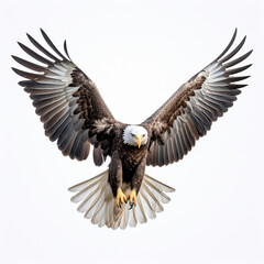 Sticker - bald eagle in flight