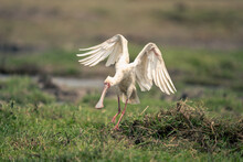 African Spoonbill Lands In Grass On Riverbank