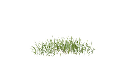 Fototapete - Bunches of grass on a transparent background. 3D rendering.