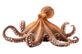 Fototapeta Zwierzęta - octopus isolated on white background