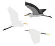 Set of Flying Ardeidae bird. Great egret (Ardea alba), Grey heron (Ardea cinerea), little egret (Egretta garzetta). Wading, aquatic, water bird. Isolated on white background. Vector illustration.