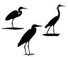 Set Of Black Silhouettes Ardeidae Bird. Great Egret (Ardea Alba), Grey Heron (Ardea Cinerea), Little Egret (Egretta Garzetta). Wading, Water Bird. Standing. Isolated On Background. Vector Illustration
