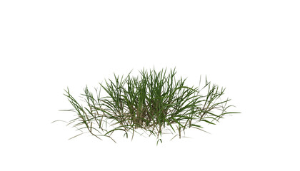 Fototapete - Bunches of grass on a transparent background. 3D rendering.