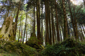 Wall Mural - forest landscape in alishan national forest recreation area