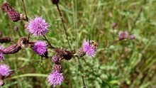 Bee Working On Thistle Flower In Wild Meadow. Summer Pollination By Wild Bee In Natural Environment. Super Slow Motion Footage.