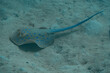 Elegante Schwimmer: Blaupunktrochen (Taeniura lymma) im Riff des Roten Meeres - Eine beeindruckende Unterwasserwelt